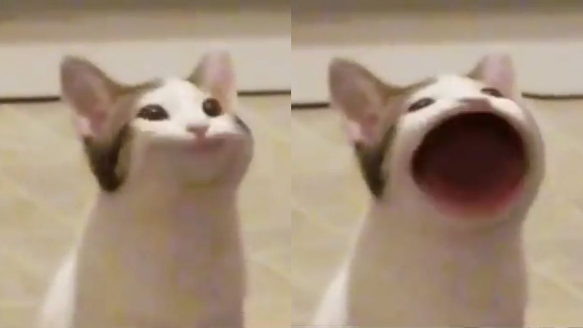 Pop Cat 點擊比賽 熱爆全球齊爭第一