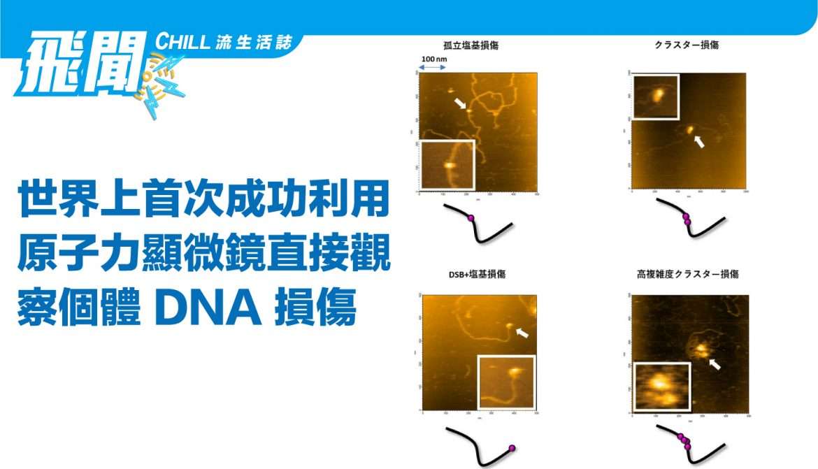 世界上首次成功利用原子力顯微鏡直接觀察個體 DNA 損傷，有望闡明癌症和衰老的機制。