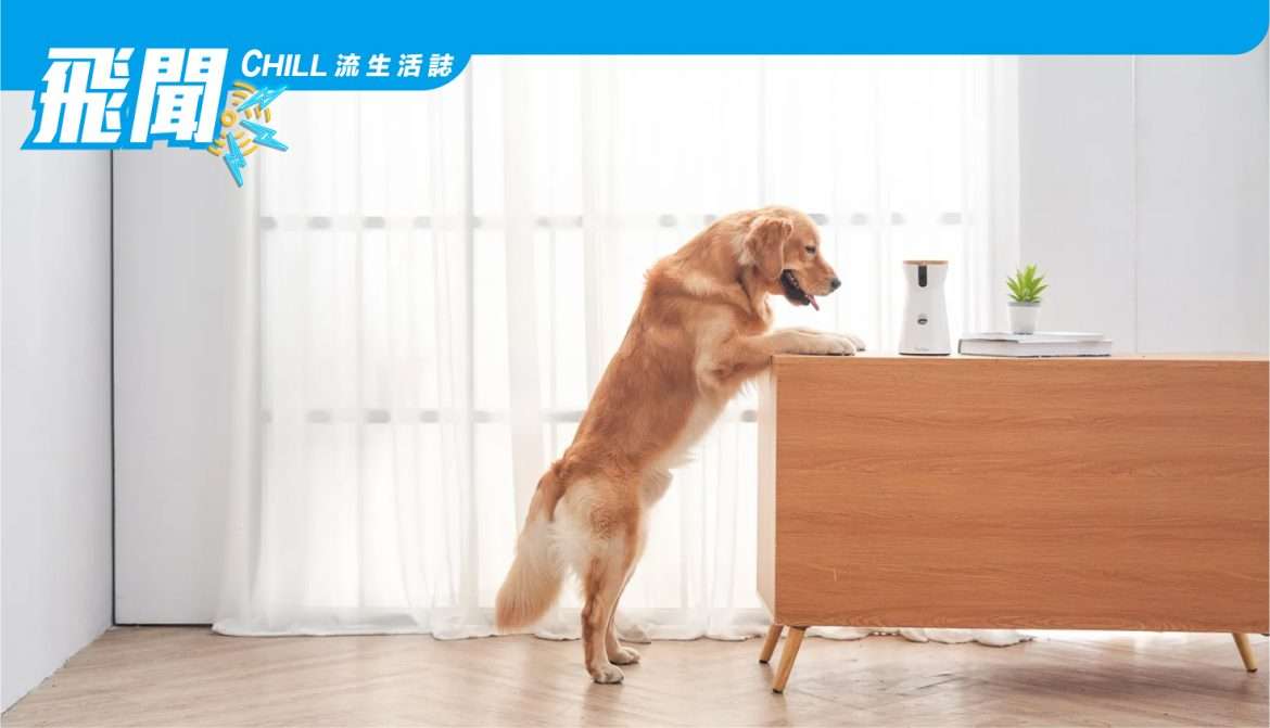Furbo 最新的寵物攝像鏡頭為您提供 360 度全景